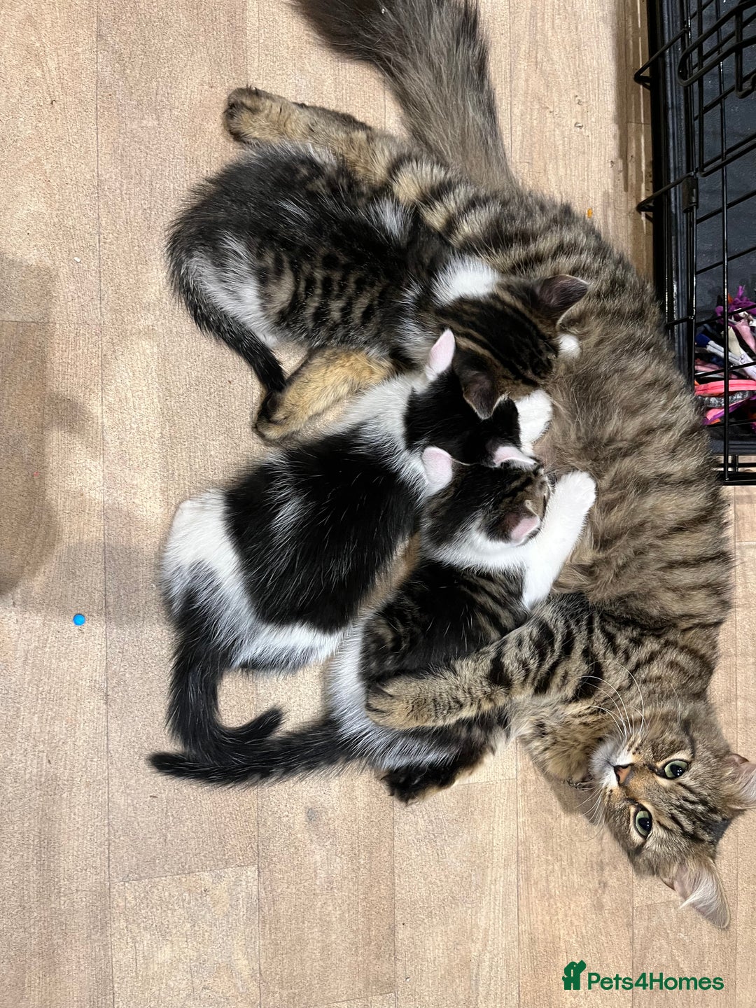 Maine Coon cats for sale: Girl kitten  - Image 6