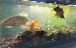 Fancy Goldfish fish for sale: 2 fancy goldfish and 1 white goldfish  - Image 5