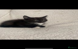Domestic Shorthair cats for sale: Fluffy Black and White Male Kitten  - Image 10