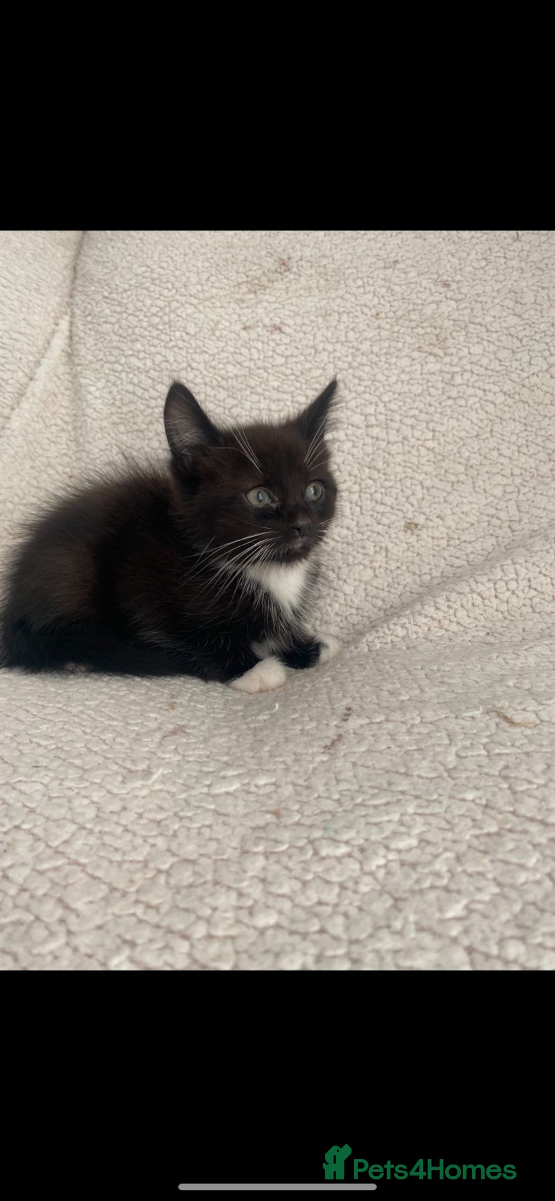 Domestic Shorthair cats for sale: Fluffy Black and White Male Kitten  - Image 10