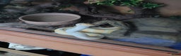 Python Snake reptiles for sale: Albino ball python and enclosure for sale  - Advert 4