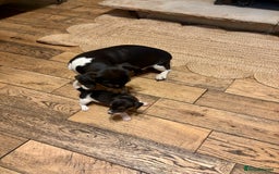 Jack Russell dogs for sale: Jack Russell pup - Image 4
