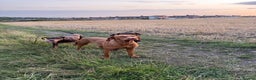 Mixed Breed dogs for sale: Hungarian vizsla pups top quality pups  - Advert 20