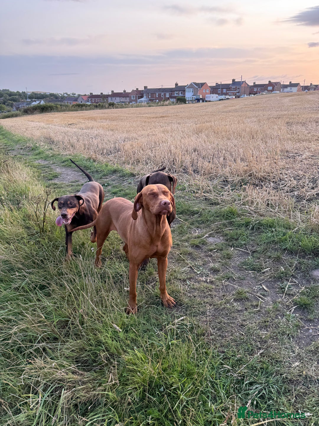 Mixed Breed dogs for sale: Hungarian vizsla pups top quality pups  - Advert 20