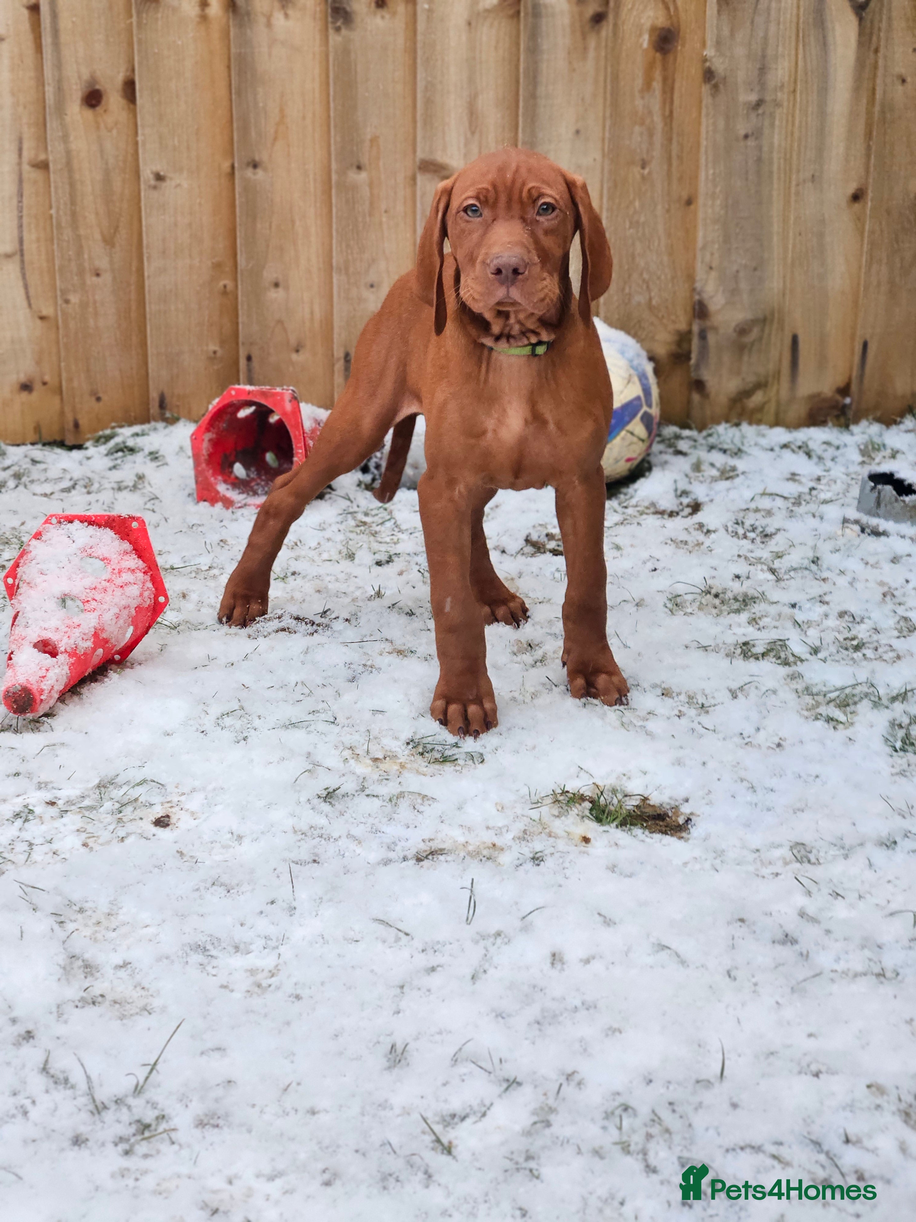 Hungarian Vizsla dogs 🏆🇭🇺 KC Registered Hungarian Vizsla Pups - Advert 6