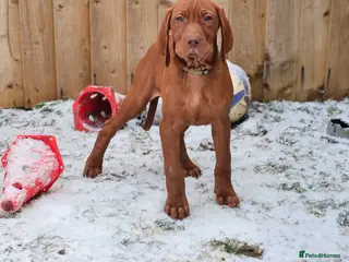 Hungarian Vizsla dogs 🏆🇭🇺 KC Registered fully trained HungarianVizsla - Advert 9