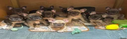 French Bulldog dogs for sale: Beautiful frenchie puppies  - Advert 26