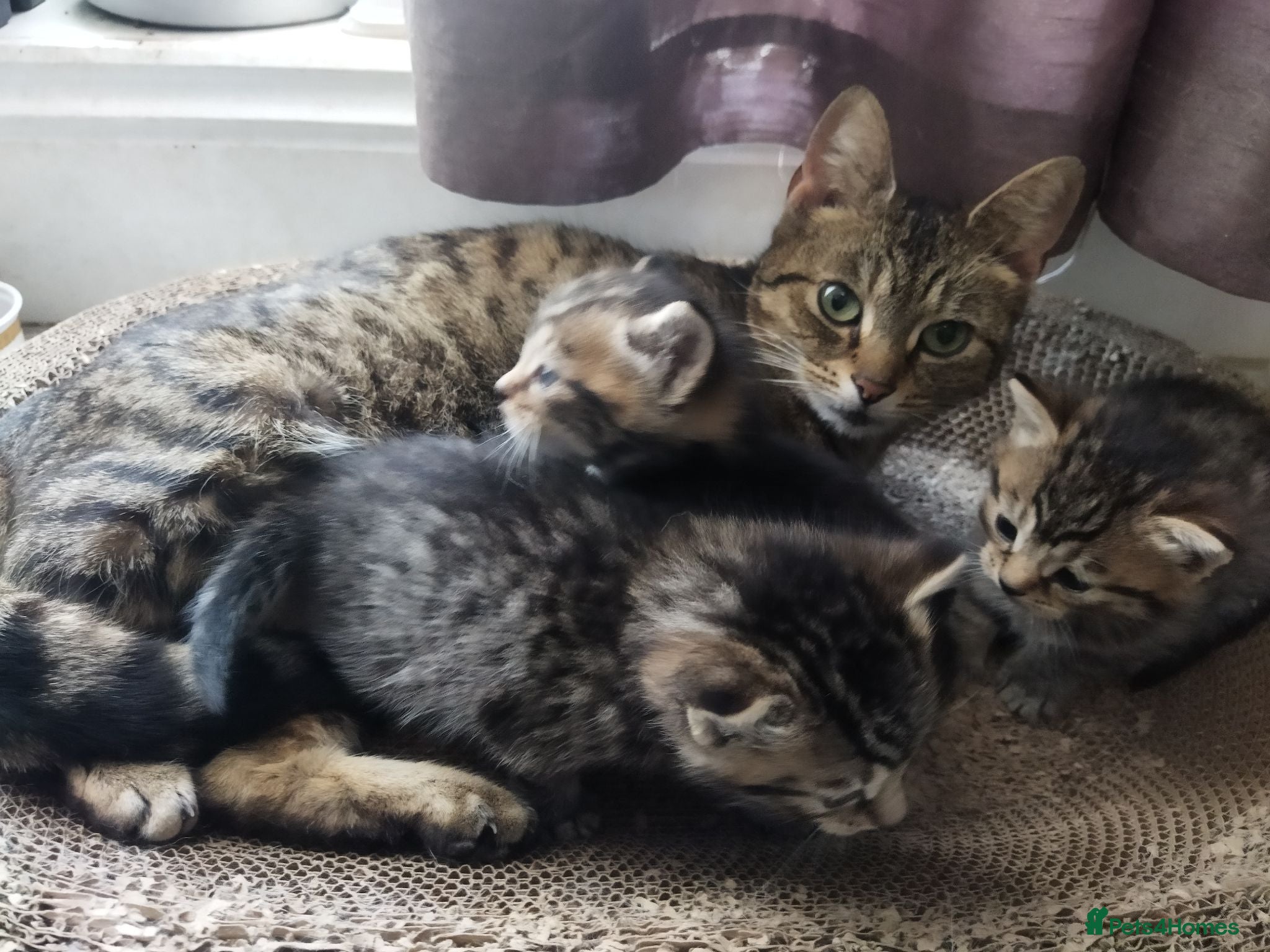 Bengal cats Beautiful kitten ready for new home 🐾🐈 - Advert 1
