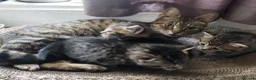 Bengal cats for sale: Beautiful kitten ready for new home 🐾🐈 - Advert 1