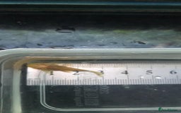 Plecos fish for sale: L144 Blue Eyed Bristlenose Pleco size 3 cm - Image 5