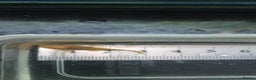 Plecos fish for sale: L144 Blue Eyed Bristlenose Pleco size 3 cm - Advert 6