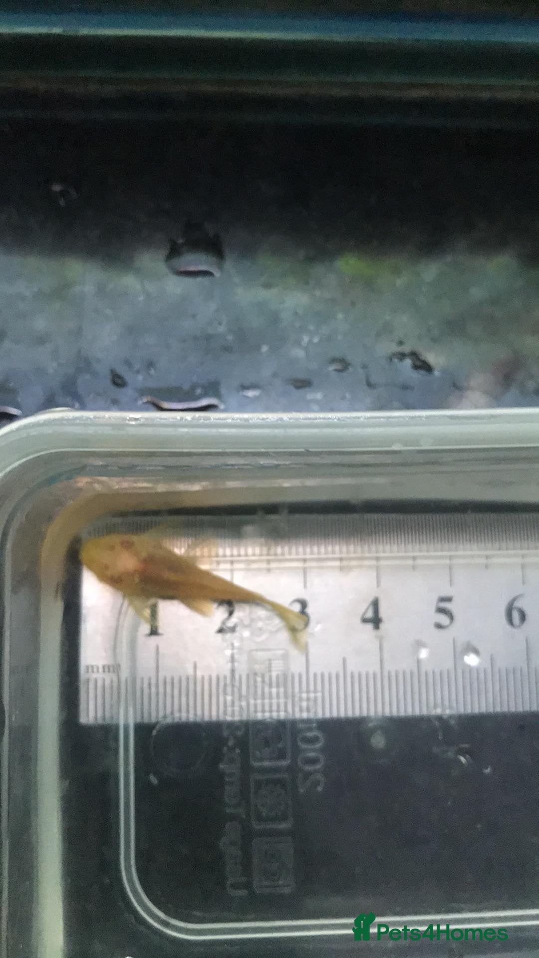 Plecos fish for sale: L144 Blue Eyed Bristlenose Pleco size 3 cm - Image 5