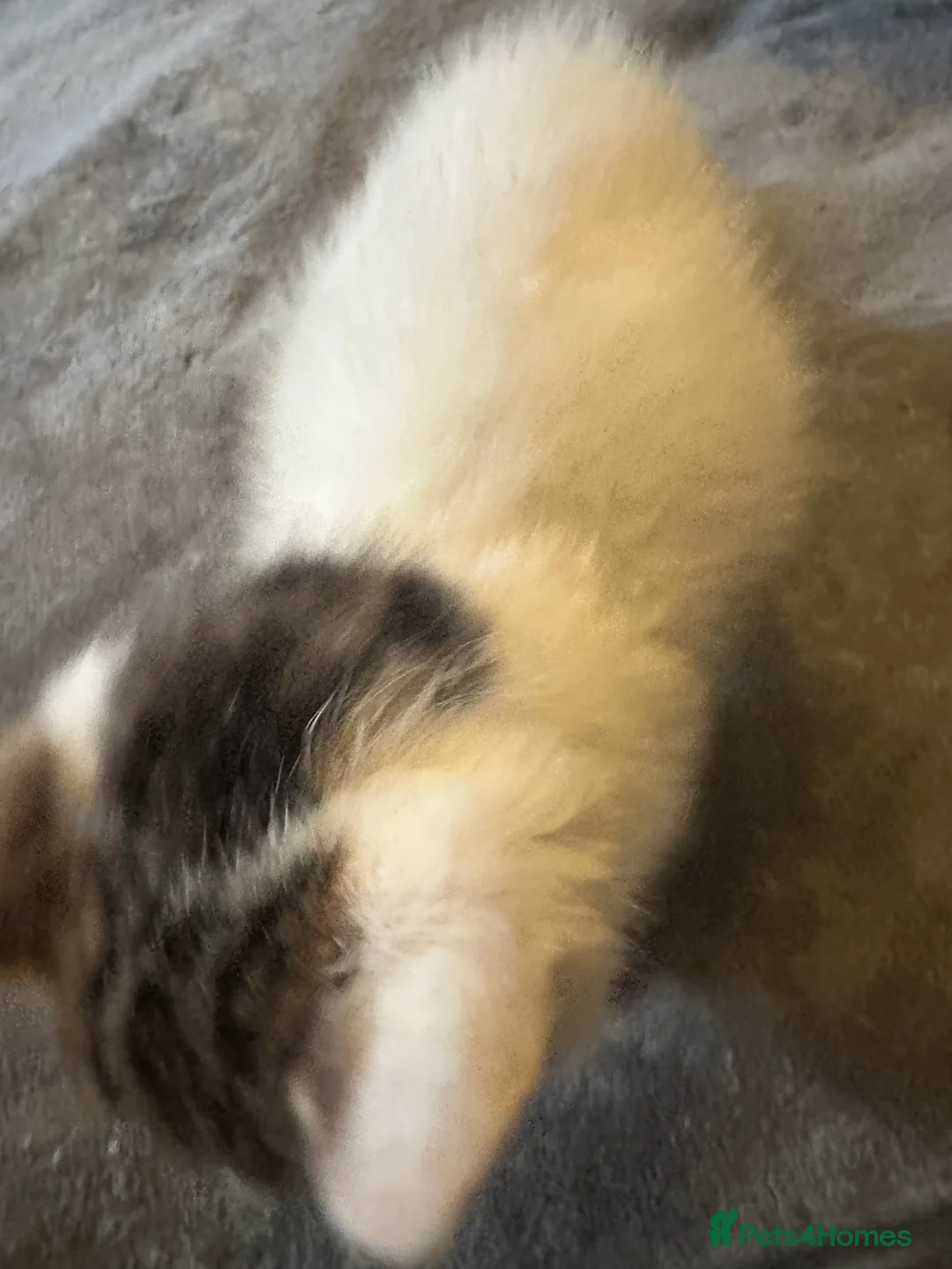 Mixed Breed cats for sale: Playful kitten ready to find a home (9 weeks) - Advert 11