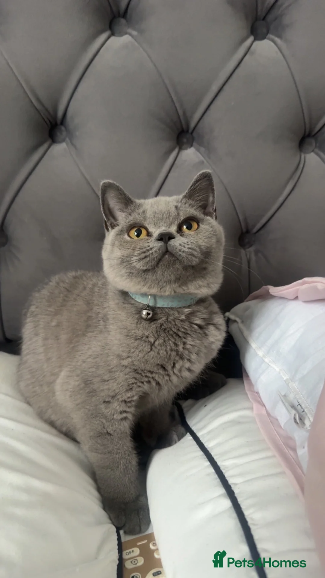 British Shorthair cats for sale: British Shorthair Kitten  in Derby - Advert 2