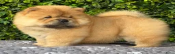 Chow Chow dogs for sale: 🧸Beautiful chow chow puppies 🧸 - Advert 7