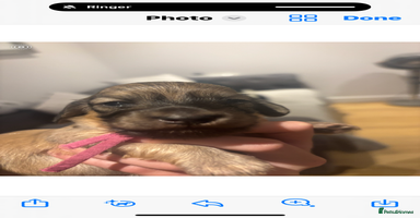 Miniature Dachshund dogs Our pick of the litter! Cream Female Mini Dach  - Advert 4