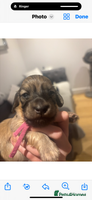 Miniature Dachshund dogs Our pick of the litter! Cream Female Mini Dach - Advert 4