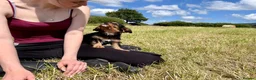 Mixed Breed dogs for sale: Cavalier x Biewer terrier  - Advert 5