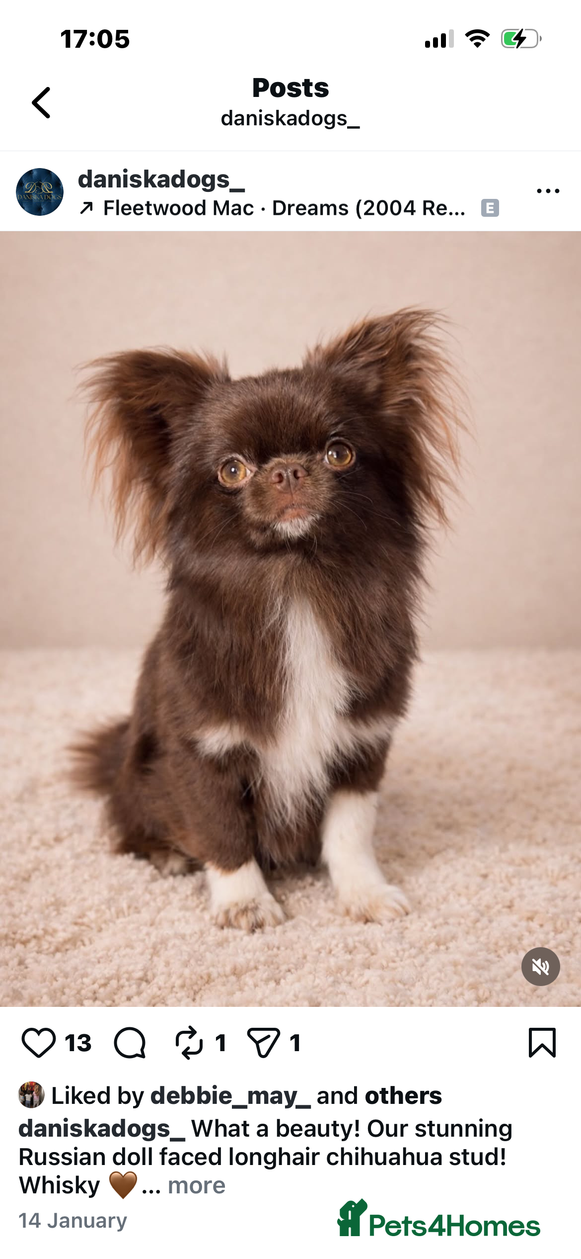 Chihuahua dogs Chocolate Longcoat chihuahua stud in Sunderland - Advert 1