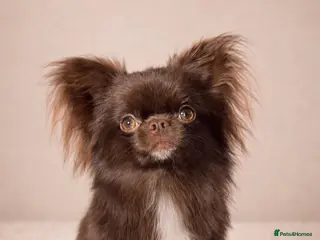 Chihuahua dogs Chocolate Longcoat chihuahua stud in Sunderland - Advert 1