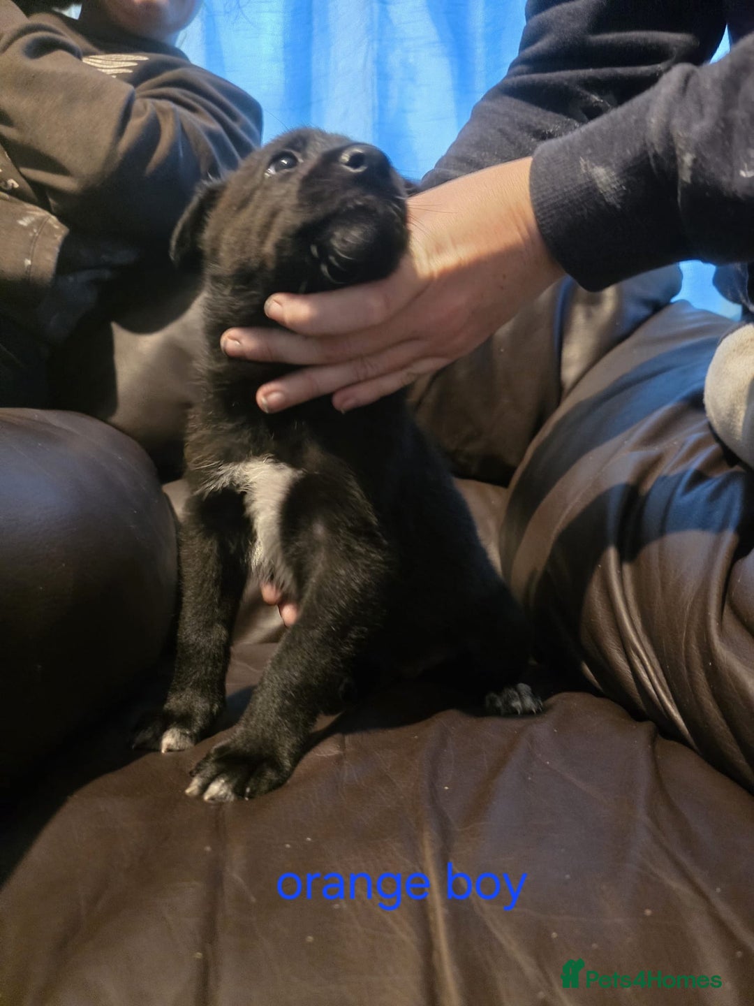 Shepsky dogs for sale: Shepski pups - Advert 8