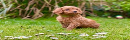 Cavapoo dogs for stud: Cavapoo Stud Dog. DNA clear testing  in Winkleigh - Advert 9