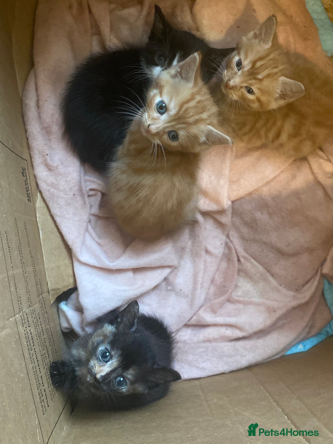 American Shorthair cats for sale: Cute kittens for sale - Image 2