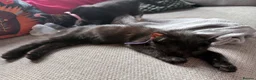 Mixed Breed cats for sale: 5 black and white kittens ready to go now - Advert 8