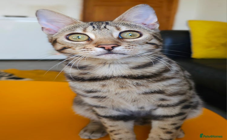 Bengal cats Gorgeous Brown Rosetted Boy Available  - Advert 5