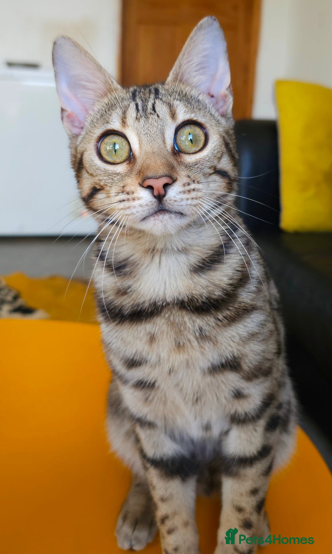 Bengal cats for sale: Gorgeous Brown Rosetted Boy Available  - Advert 1