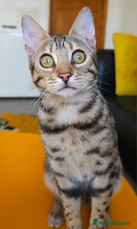 Bengal cats Gorgeous Brown Rosetted Boy Available - Advert 1