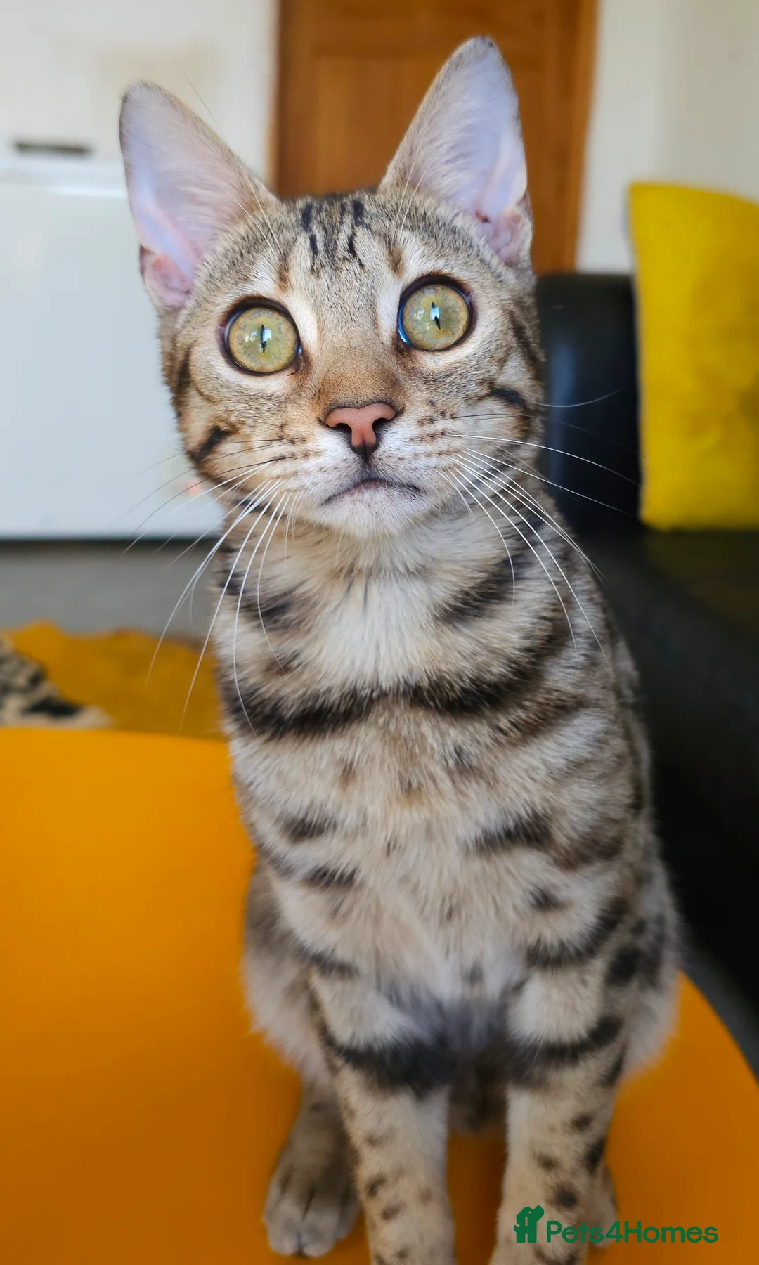 Bengal cats for sale: Gorgeous Brown Rosetted Boy Available  - Advert 1