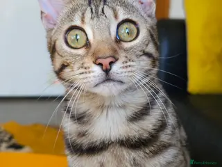 Bengal cats Gorgeous Brown Rosetted Boy Available - Advert 5