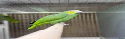 Parrots birds for sale: Baby amazon  - Advert 5