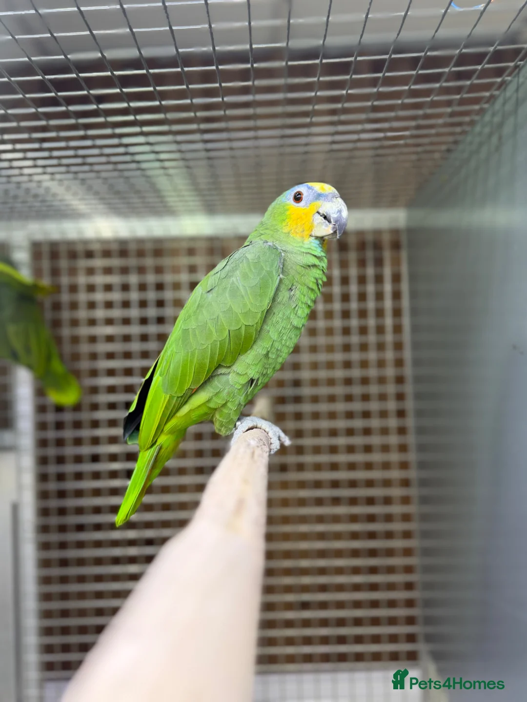 Parrots birds for sale: Baby amazon  - Advert 5