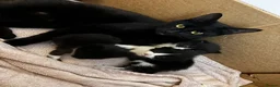 Mixed Breed cats for sale: 3 beautiful little boys available to reserve  - Advert 2