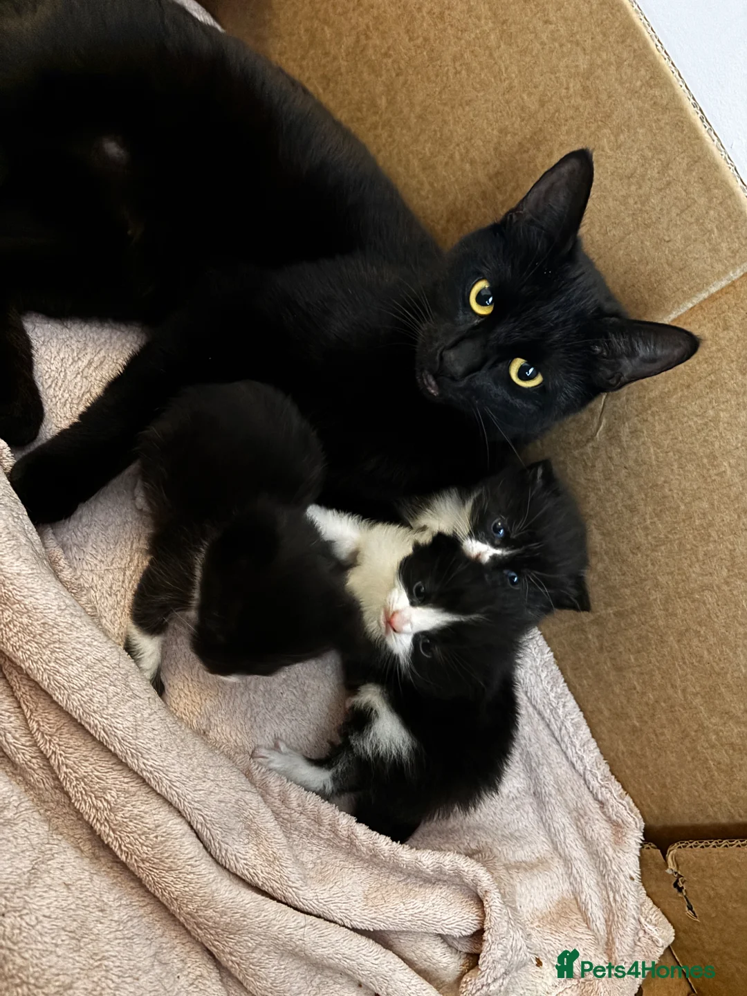 Mixed Breed cats for sale: 3 beautiful little boys available to reserve  - Advert 2