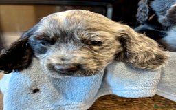 Cocker Spaniel dogs for sale: Gorgeous KC Cockers with blue roan features - Image 3