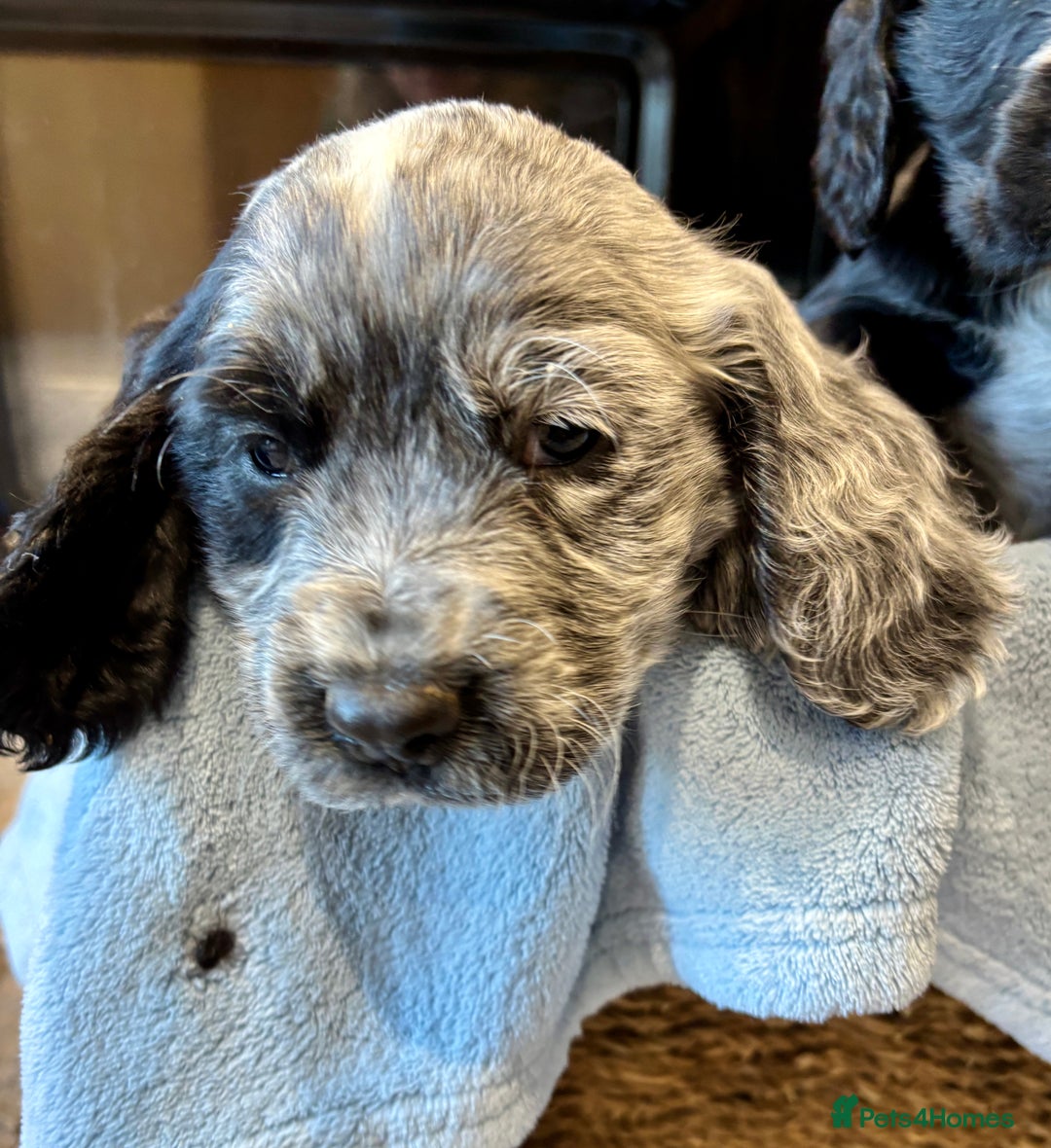 Cocker Spaniel dogs for sale: Gorgeous KC Cockers with blue roan features - Image 3