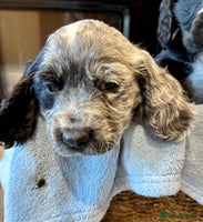 Cocker Spaniel dogs - Advert 7