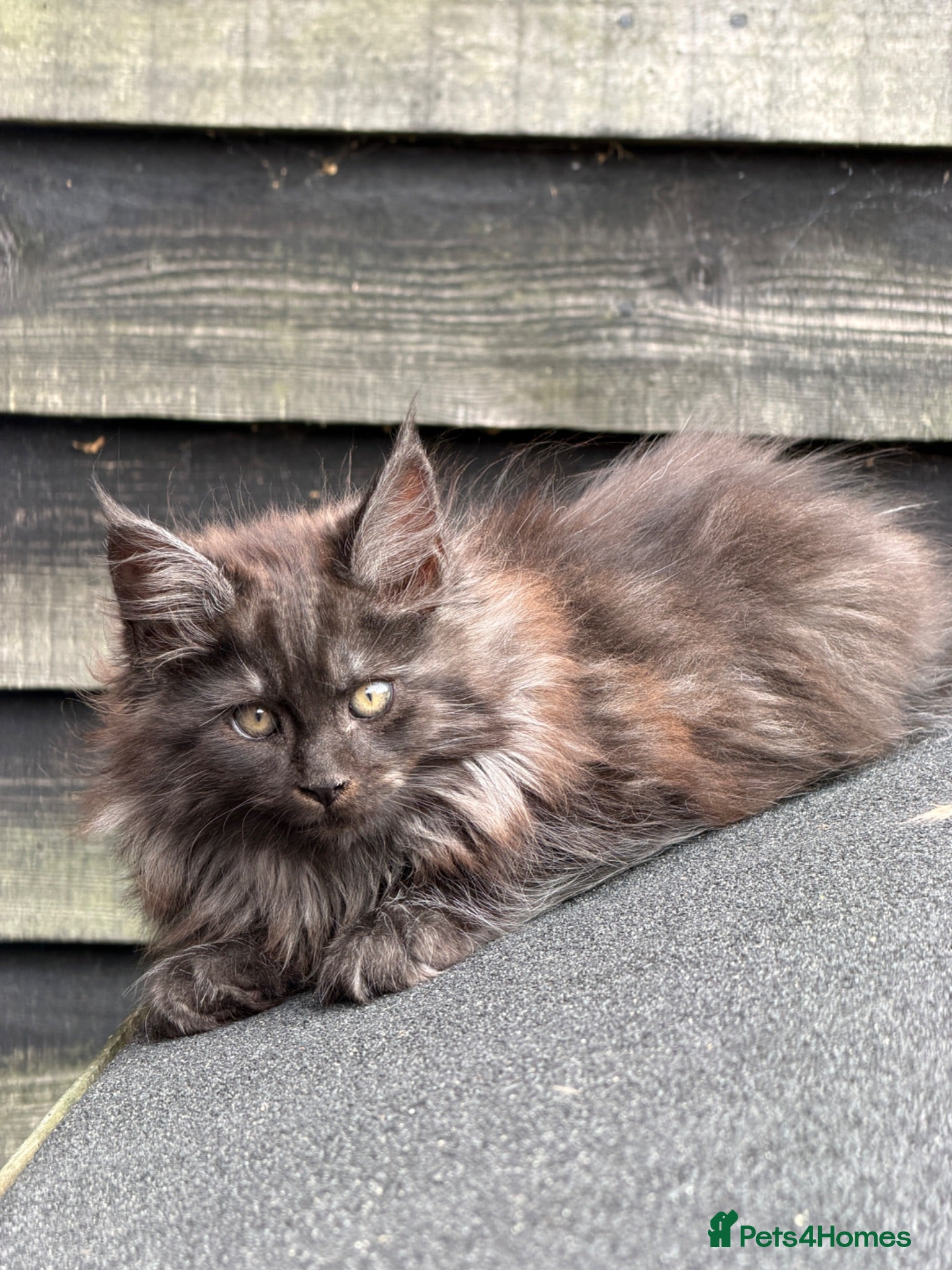 Maine Coon cats Beautiful Female Maine Coon Kitten - Advert 5