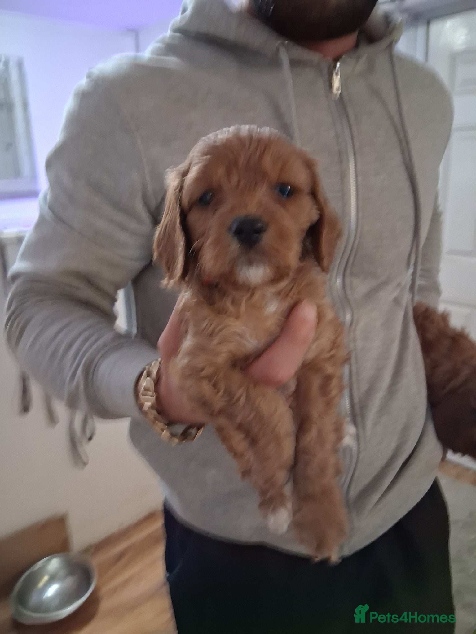 Cavapoo dogs Extensively health tested f1 cavapoos - Advert 2