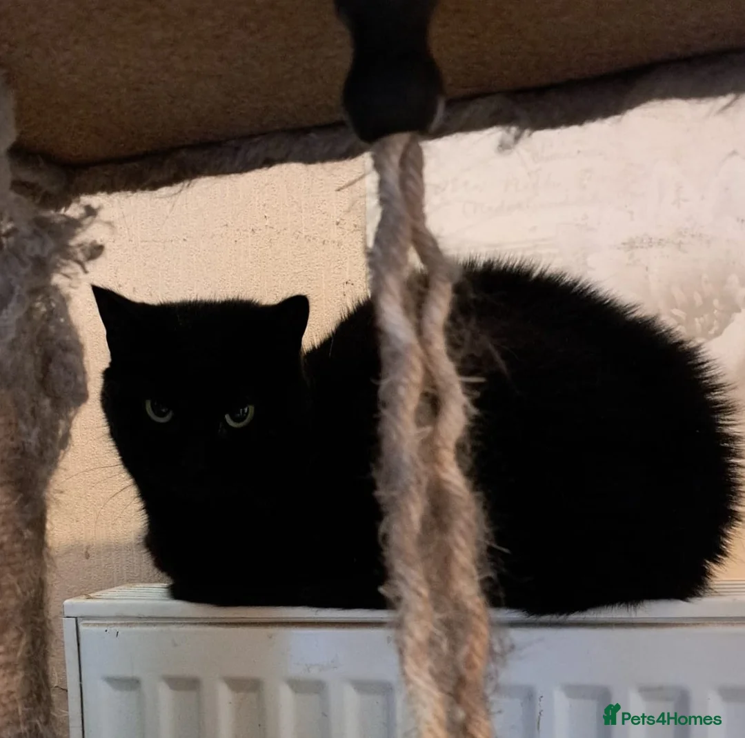 Mixed Breed cats for sale: In need of a forever home - Advert 4