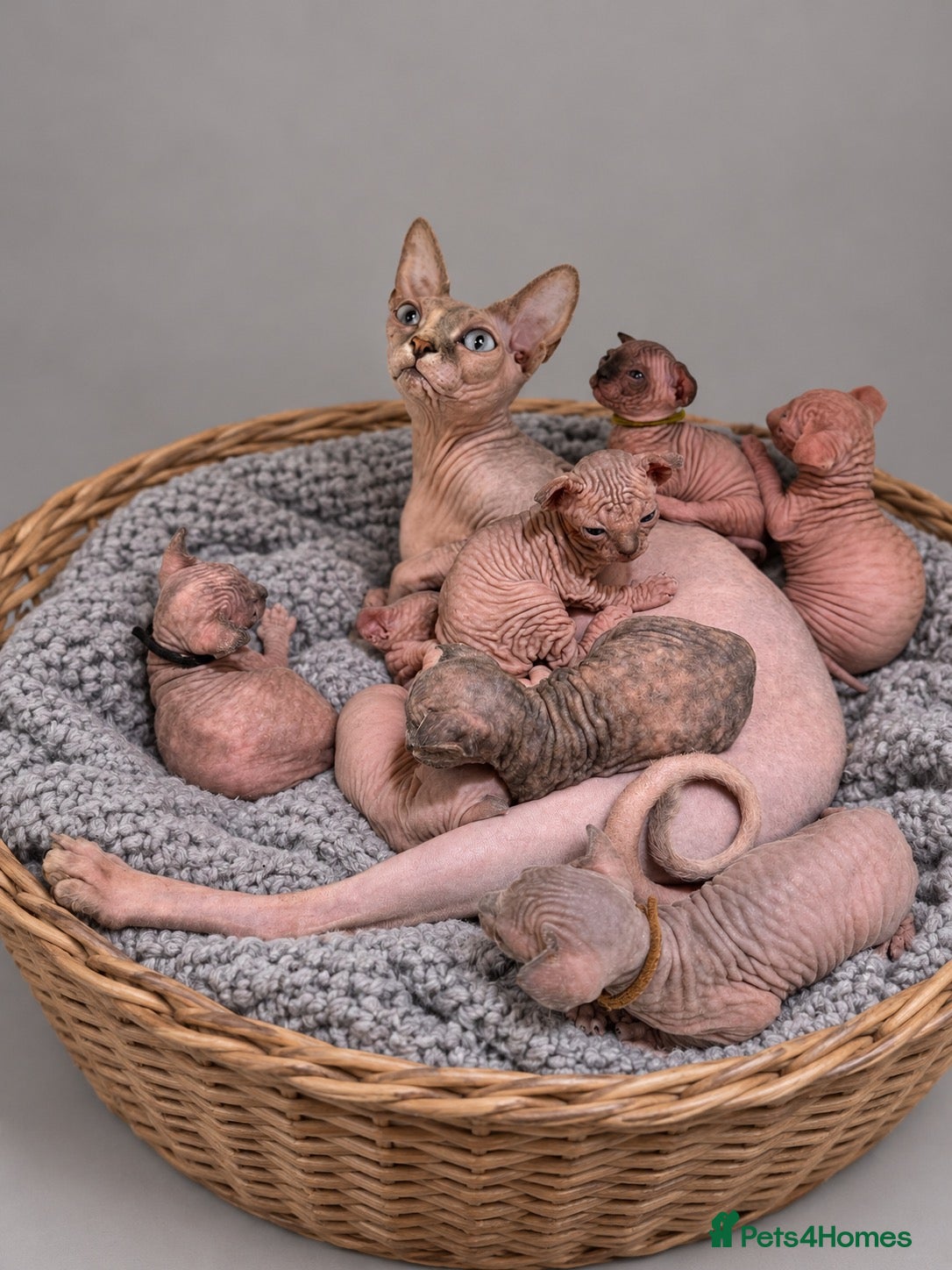Sphynx cats for sale: Stunning Canadian Sphynx Kittens –  Reservation 🐾 - Advert 7