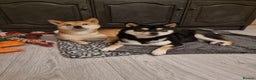 Japanese Shiba Inu dogs for stud: Proven, KC Registered, Shiba Inu Stud in Dewsbury - Advert 7