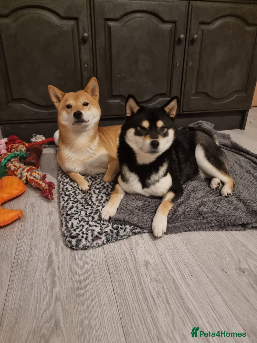 Japanese Shiba Inu dogs for stud: Proven, KC Registered, Shiba Inu Stud in Dewsbury - Advert 7