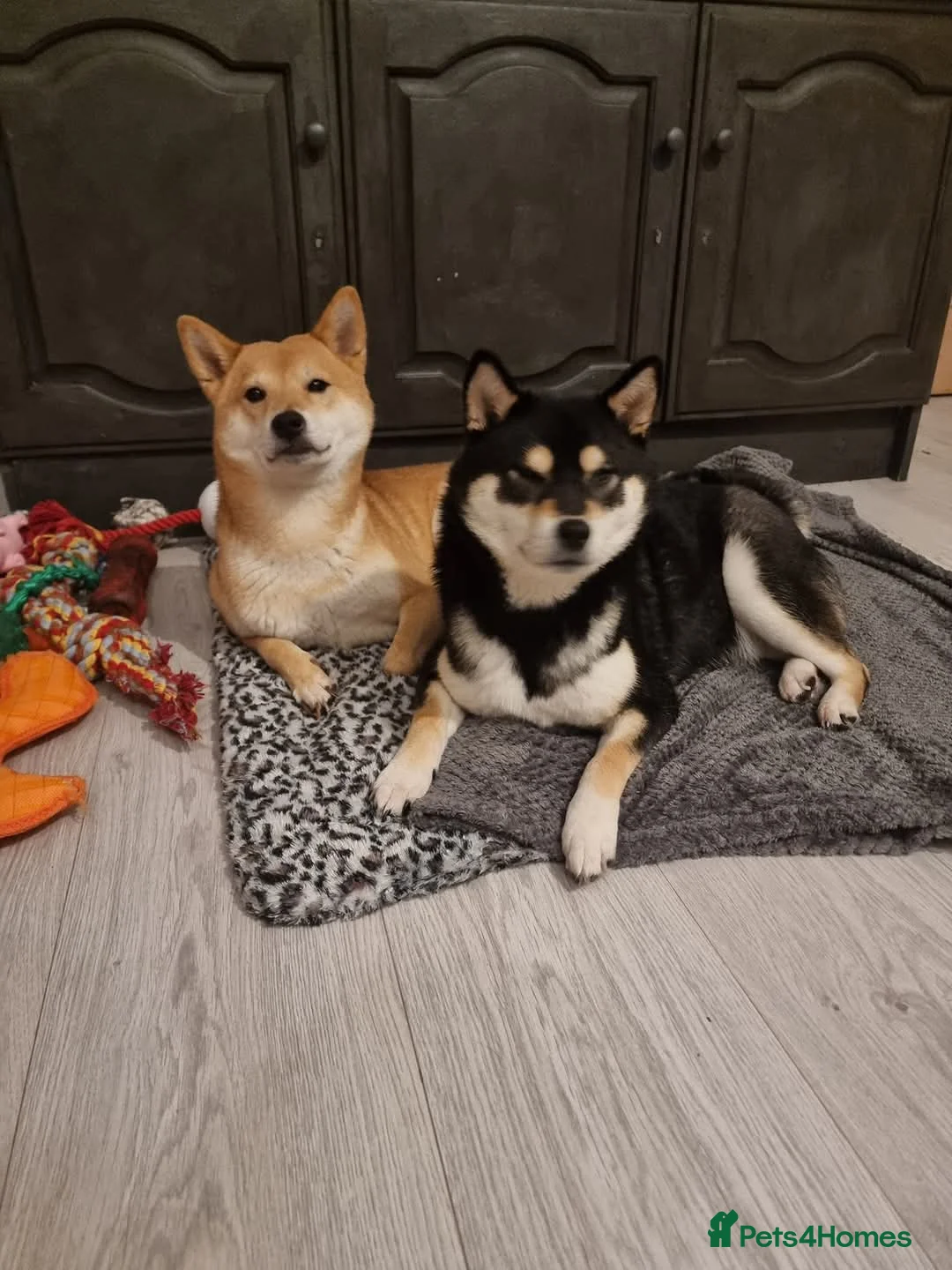 Japanese Shiba Inu dogs for stud: Proven, KC Registered, Shiba Inu Stud in Dewsbury - Advert 7