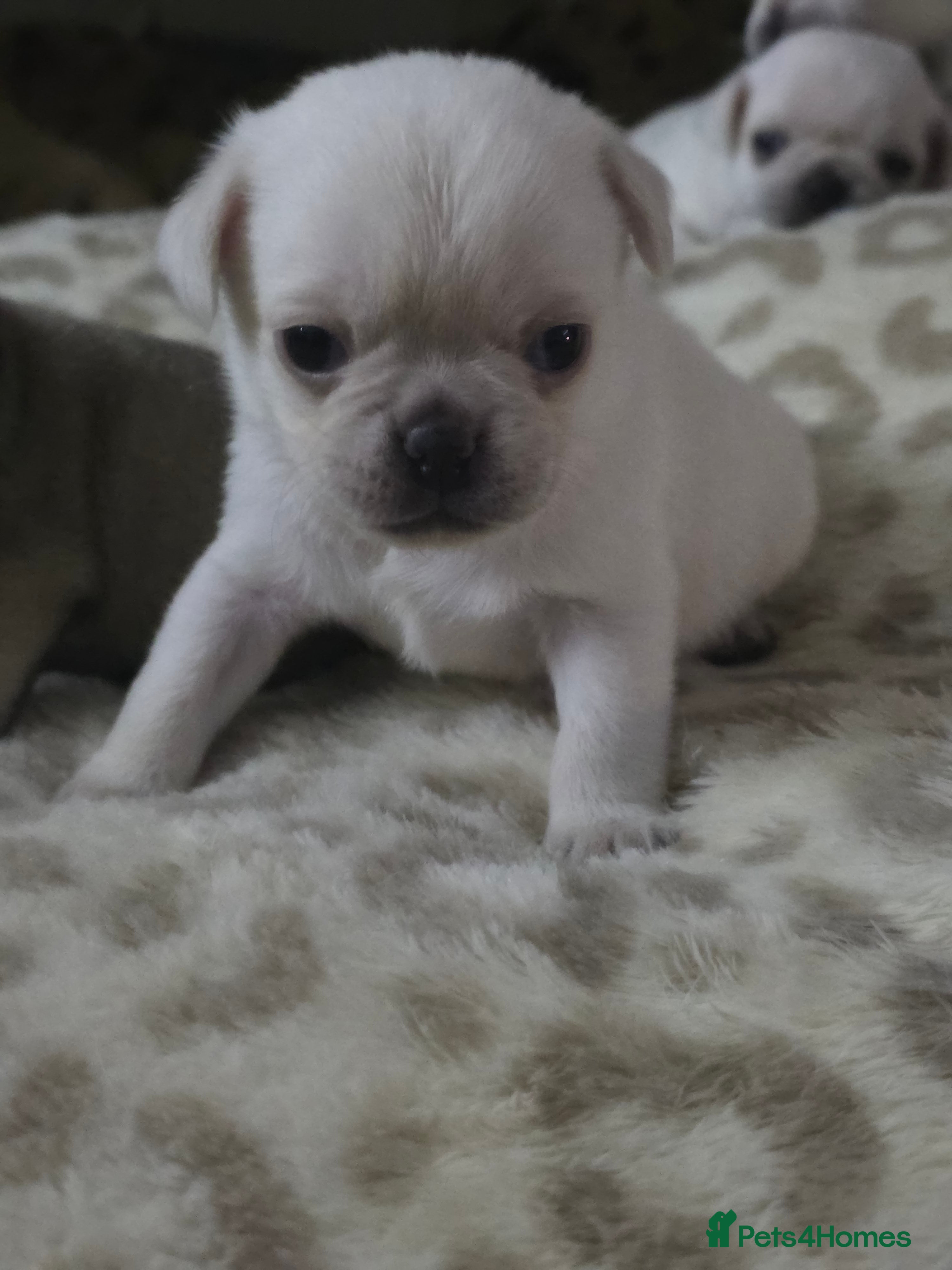 Pug dogs Full breed pugs pups 5 male 1 female  - Advert 14