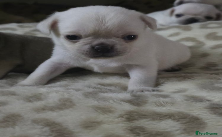 Pug dogs Full breed pugs pups 5 male 1 female  - Advert 1