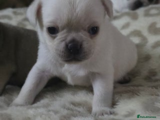 Pug dogs Full breed pugs pups 5 male 1 female - Advert 2